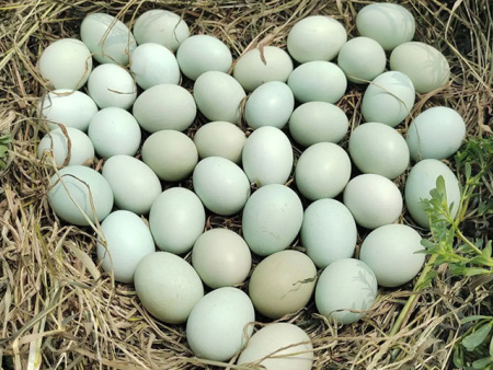 绿壳鸡蛋