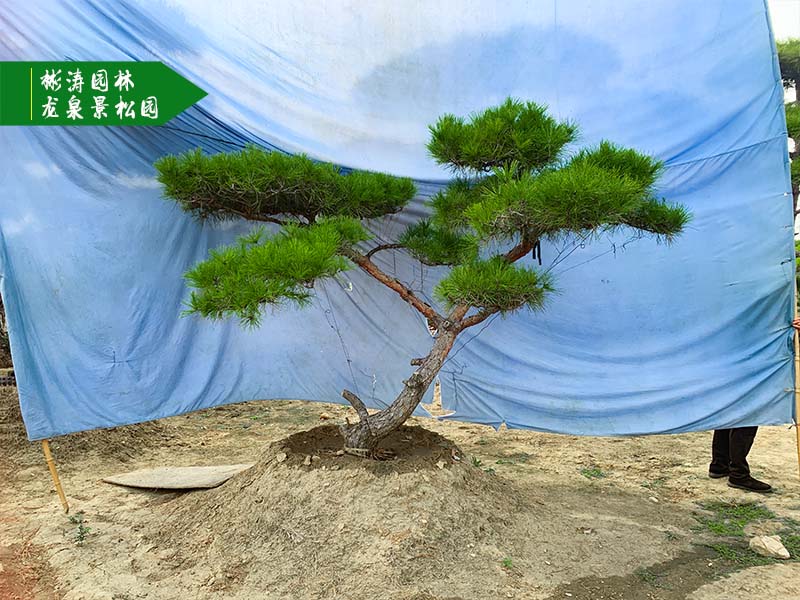 泰山迎客松