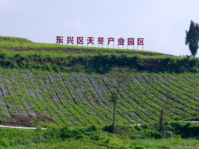 道地天冬|大千鲜冬|天草润东|天冬-内江道地天冬科技有限公司