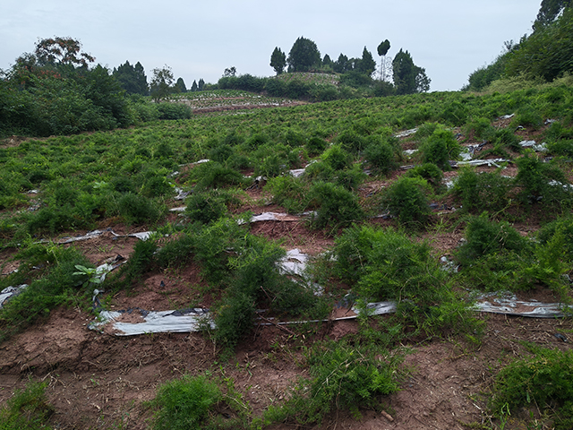 天冬种植技术与栽培管理