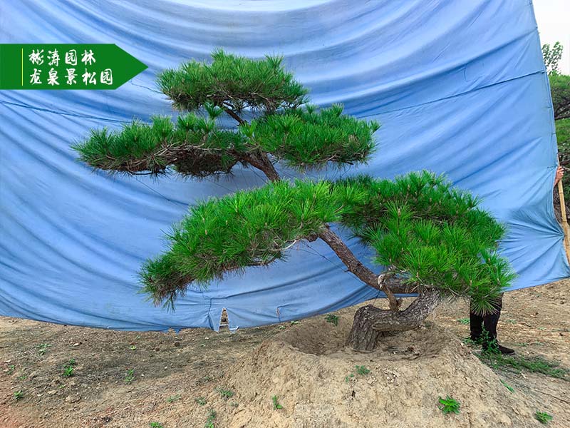 迎客松
