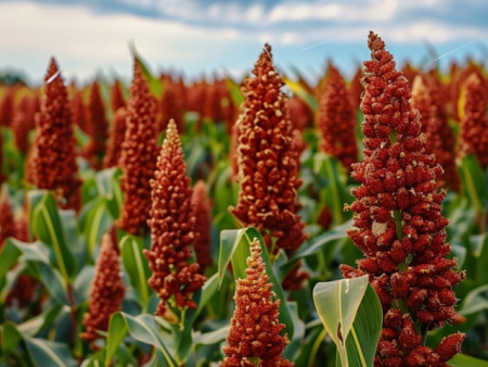 高粱：如何从难吃变白酒的“黄金原料”？