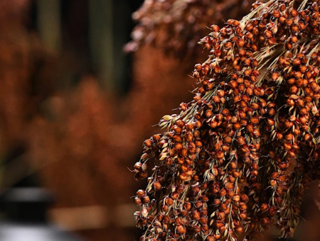 为什么酿酒原料以高粱为主？什么高粱酿酒最 好