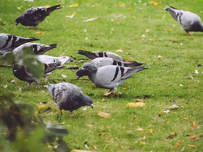 信鸽饲料|中 国信鸽饲料.网址|信鸽保健品|信鸽成长需求-江油市松辉信鸽保健品有限公司