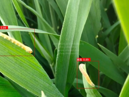 农业病虫害识别算法