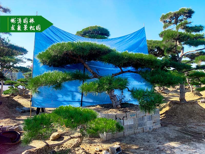 大型古松