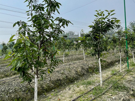 种植基地