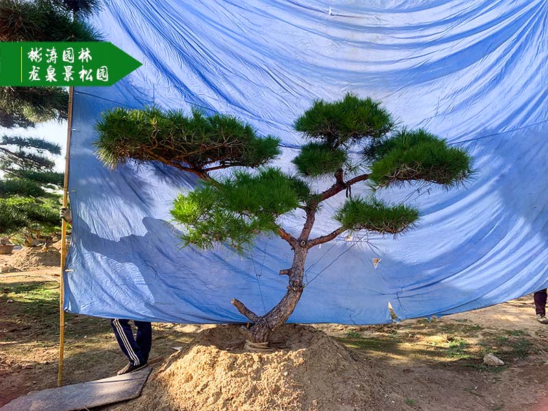 造型黑松
