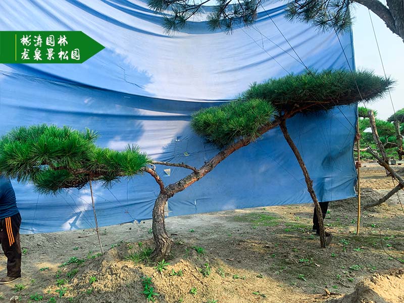 平顶松
