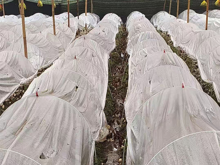 羊肚菌的功效与作用