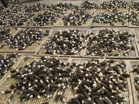 羊肚菌是蘑菇吗?羊肚菌的有哪些作用?