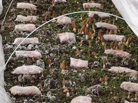 羊肚菌：功效满满，食用需谨慎！