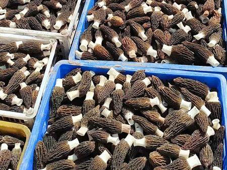 羊肚菌千万别拿来煲汤 素食界的佼佼者，让你上瘾的绝世美味！