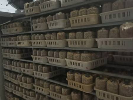 无柄混装(个头)