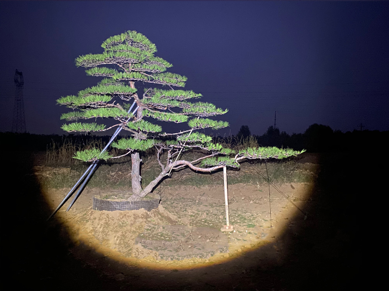 平頂松