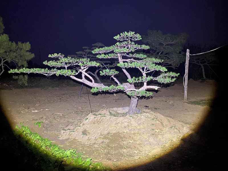 泰山松