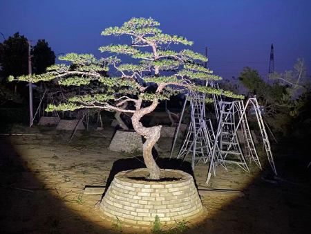 造型松