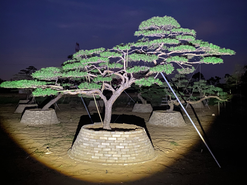 造型五針松