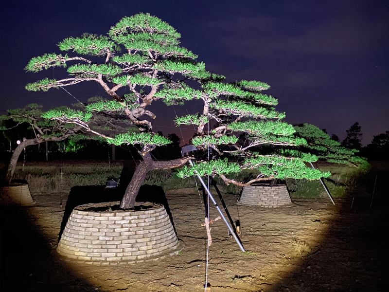 造型松