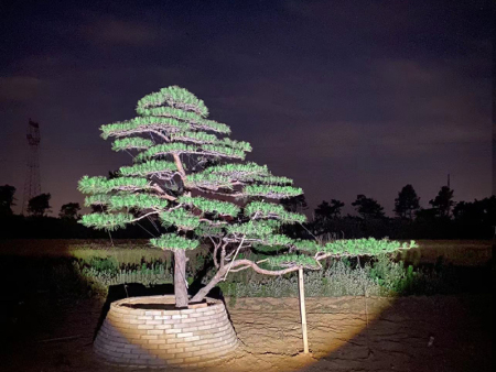 造型松