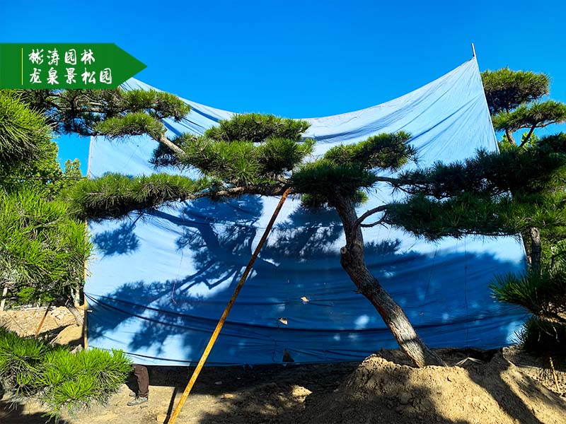 迎客松