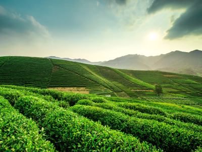 中国高 端茶叶|中国高 端茶叶.网址|兴长弘茶叶|中国茶叶-资中县新奇商贸有限公司