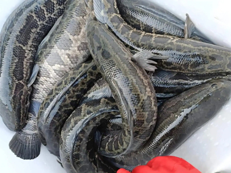 乌鱼和黑鱼的区别？同源异名，水族之谜