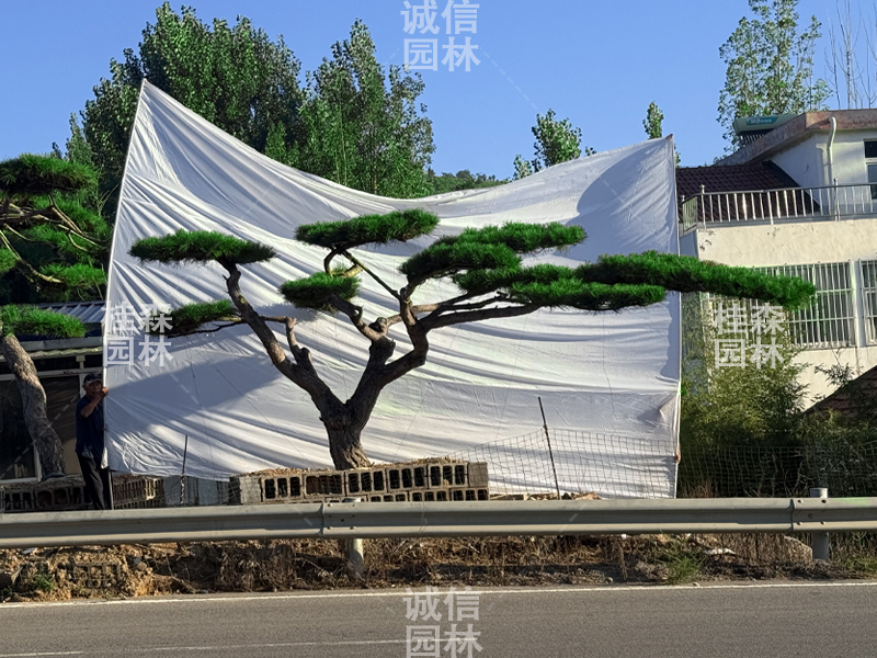 迎客松