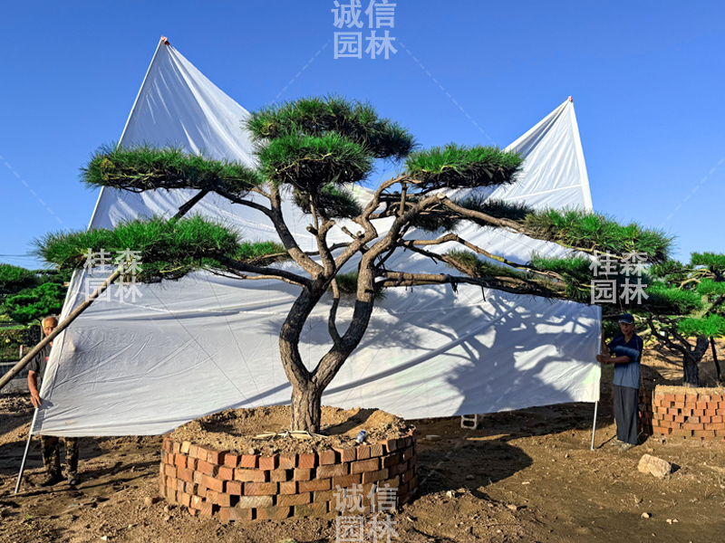 造型黑松