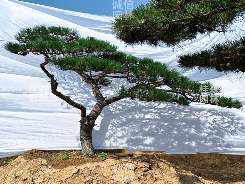 庭院迎客松