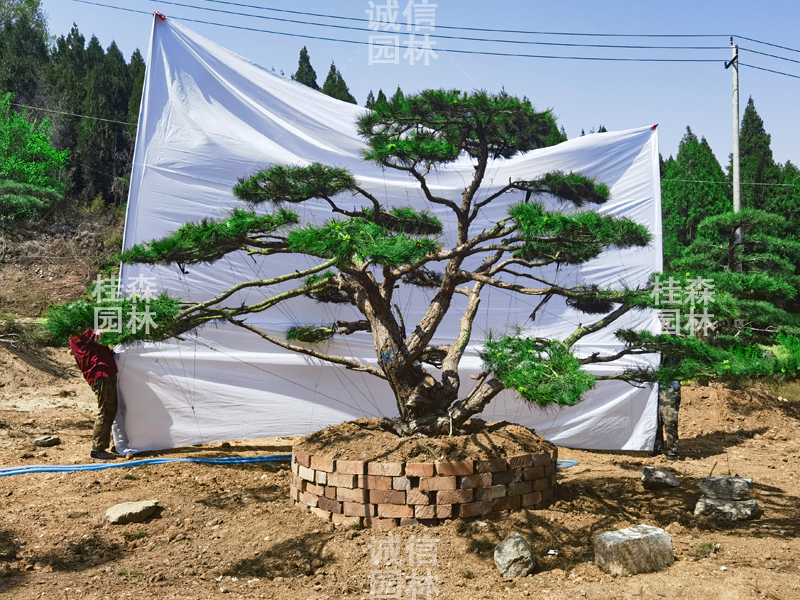 景观松