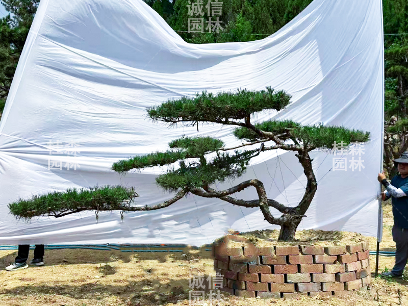 造型松
