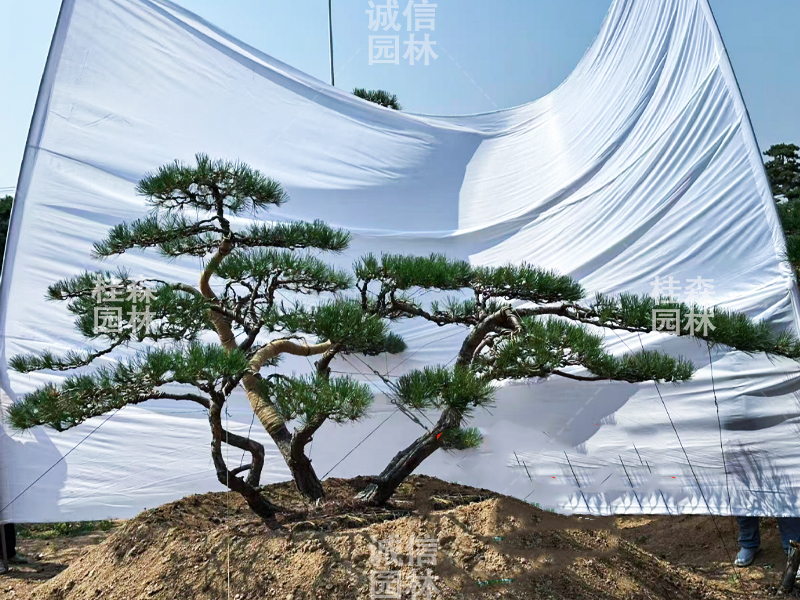 造型油松