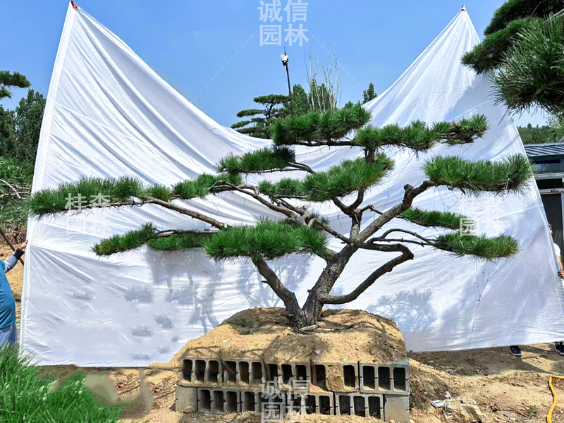 景观松