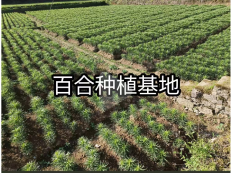 百合种植基地