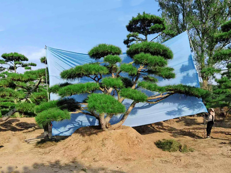 造型油松