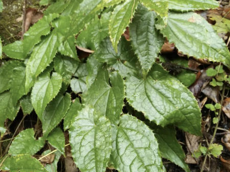 新鲜柔毛仙灵脾