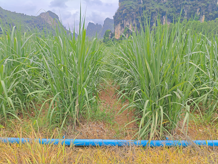 广西高糖高产项目 甘蔗滴灌水肥一体化智能灌溉设计安装公司