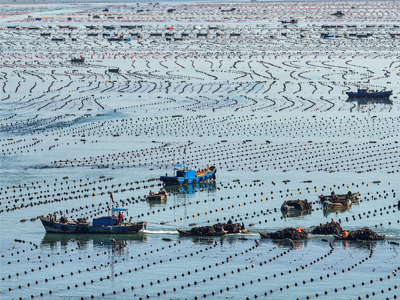 中国有机紫菜.网址|成都阿庆食品有限公司|紫菜供应服务|海带供应-紫菜海带供应批发