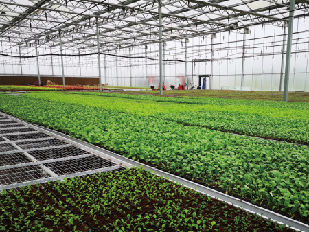 Multi-Span Film Greenhouse