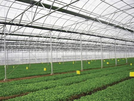 Multi-Span Film Greenhouse