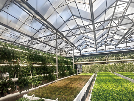 Multi-Span Film Greenhouse