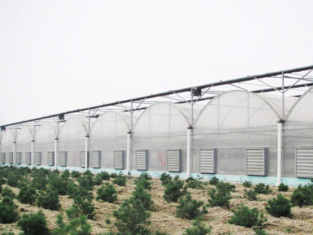 Multi-Span Film Greenhouse
