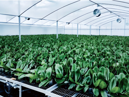 Multi-Span Film Greenhouse