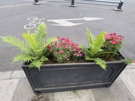 花卉栽培植物对比图