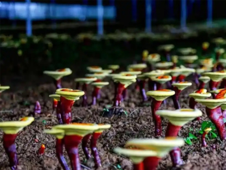 灵芝种植的秘诀：打造理想环境，追逐自然奇迹！