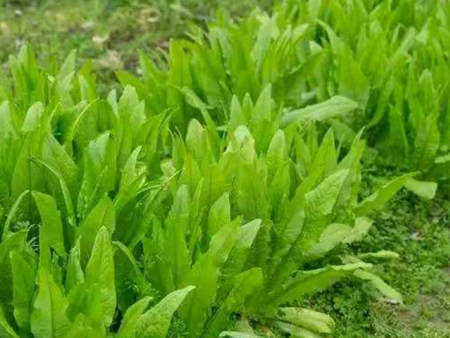 油麦菜
