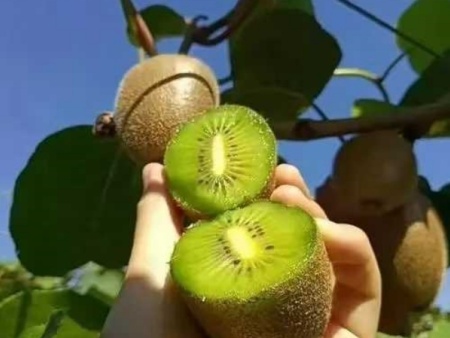 猕猴桃鲜果