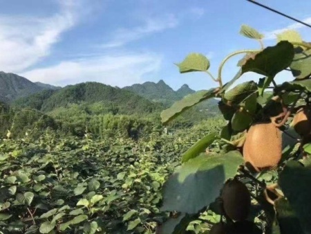 猕猴桃鲜果基地