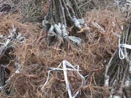 猕猴桃树苗 (95)